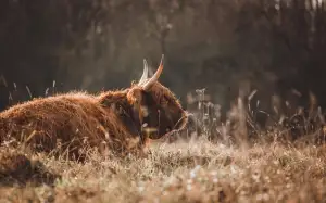 Jak Zpevnit Zápěstí